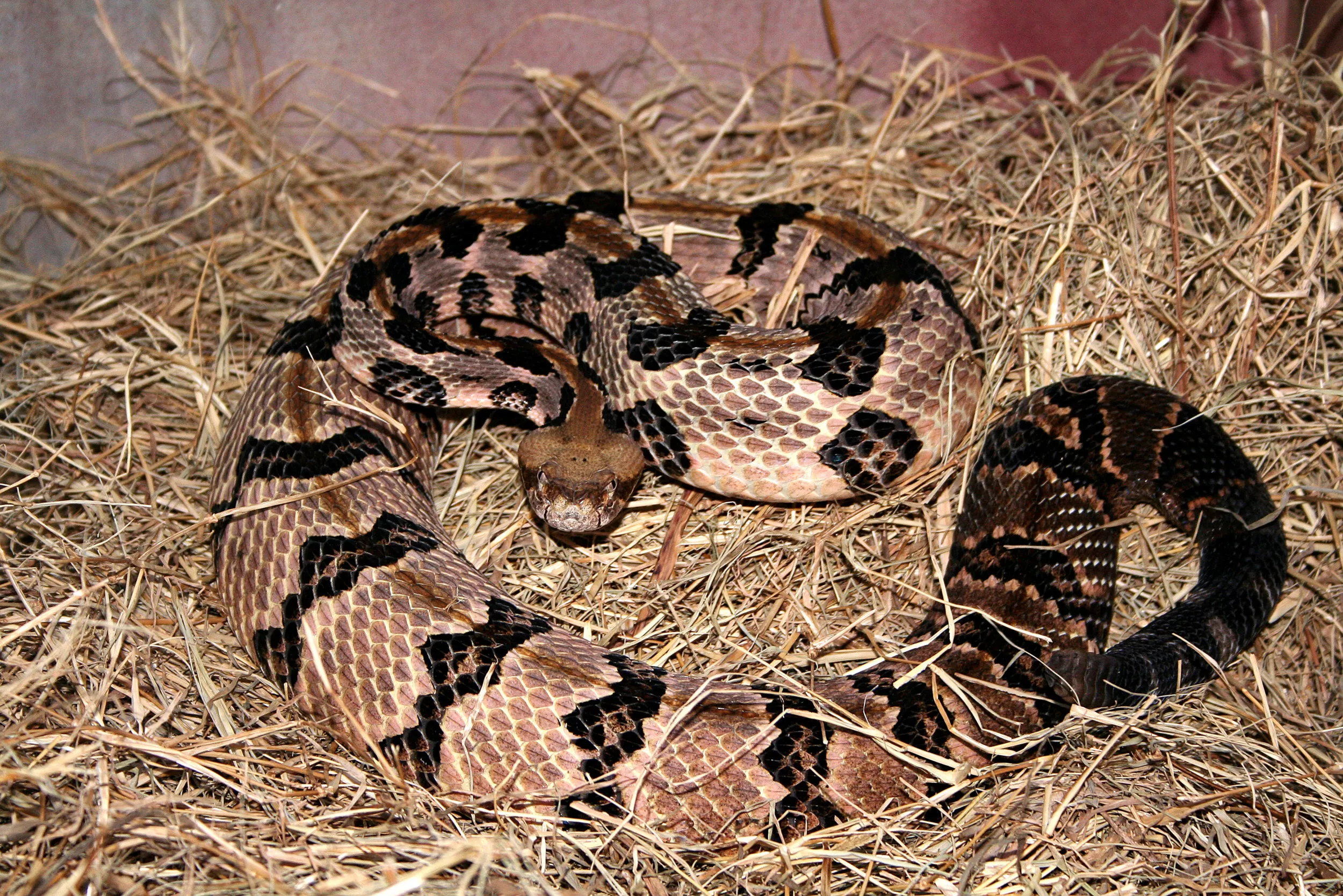 Baby Timber Rattlesnake