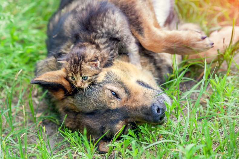 A kitten and a dog cuddling.