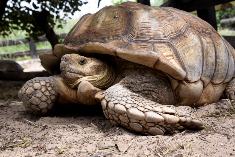 100-Pound African Tortoise Spotted on a Stroll Down a Pennsylvania Street