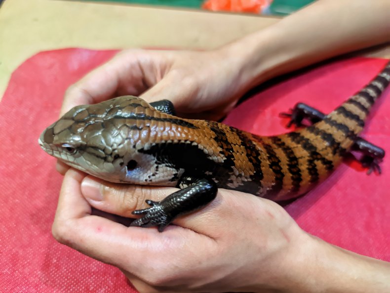 File photo of blue tongue skink. 