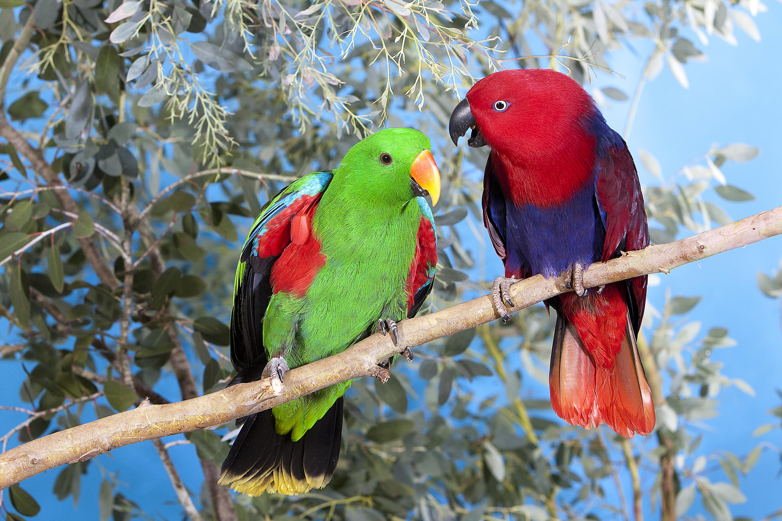 Michelangelo solsikke minimum Social Media Helps Sounds of Endangered Birds Soar to No. 5 on the Australian  Music Charts