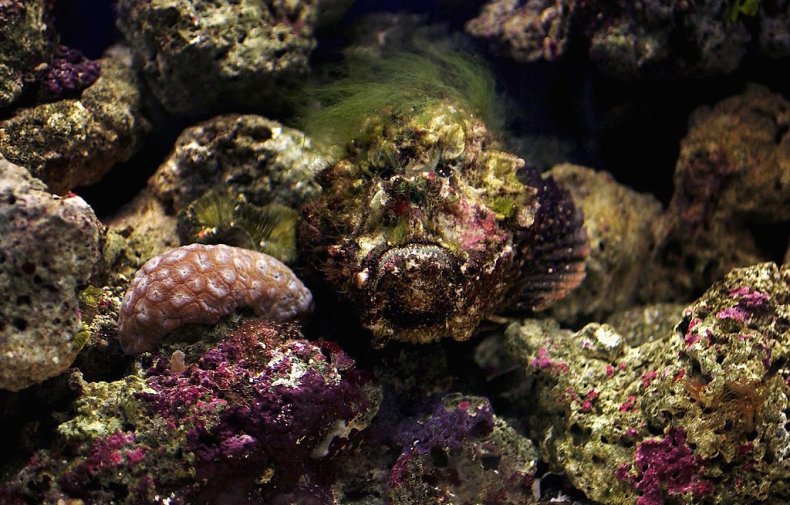 Camouflaged Stonefish