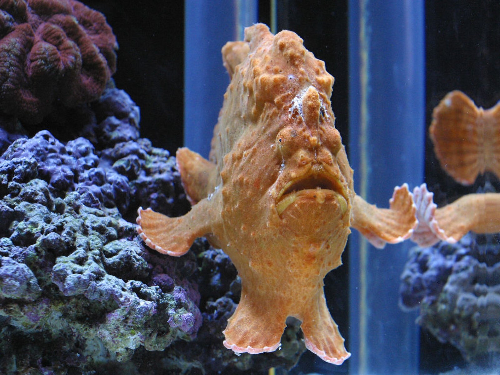 Weird Fish List With Pictures & Facts: The World's Weirdest Fish