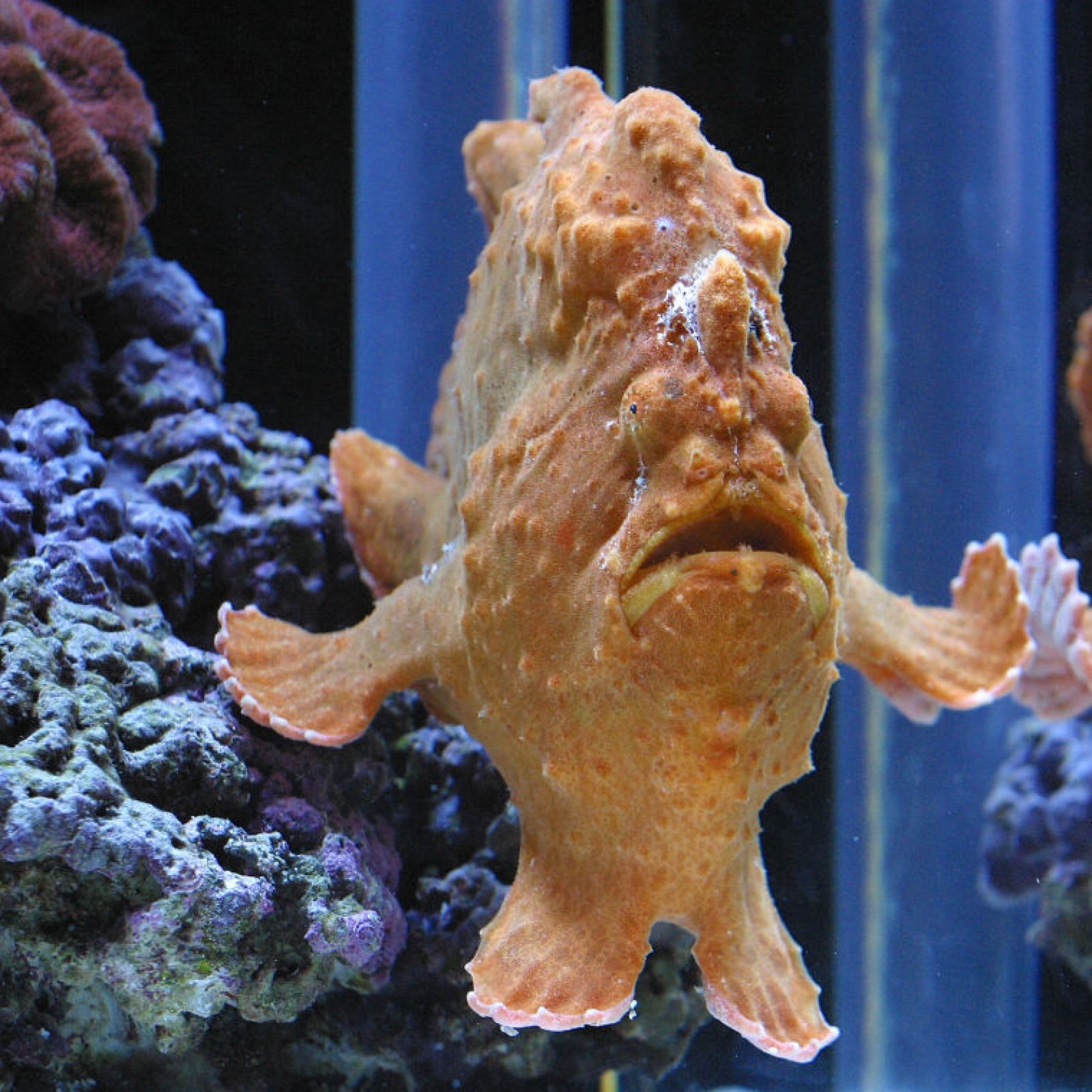 pelleten sporadisk fænomen 17 of the Weirdest-Looking Fish on Planet Earth