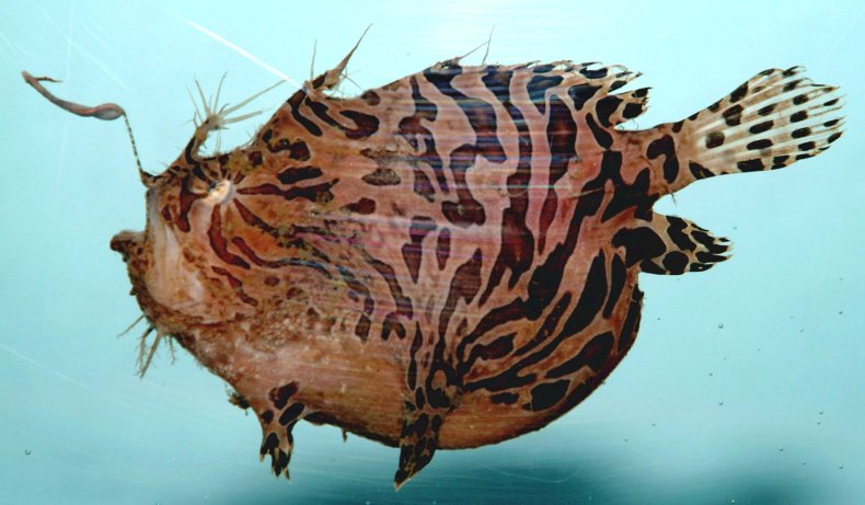 Striped Anglerfish