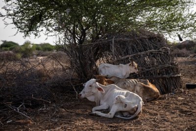 Kenya drought Kenya drought