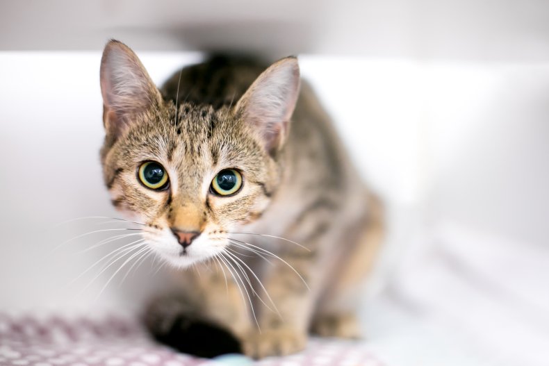 A tabby shorthair cat