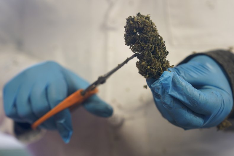 Dried Hemp Plant