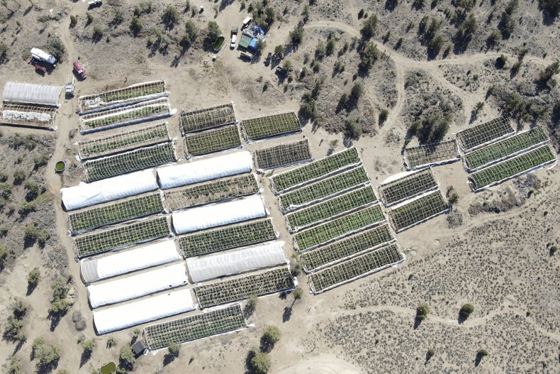 Marijuana Farm, Oregon