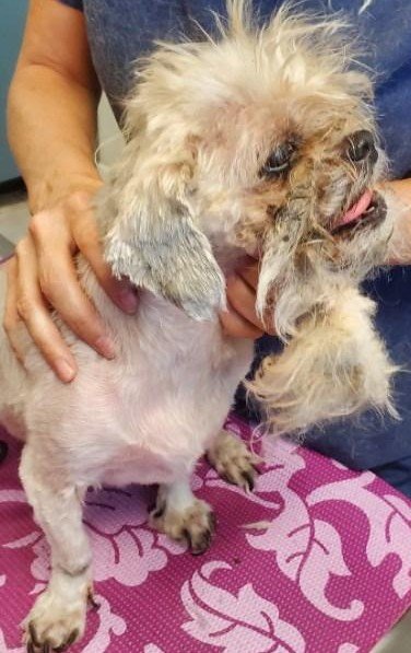 Bama's matted fur