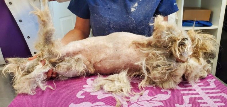 Bama's matted fur