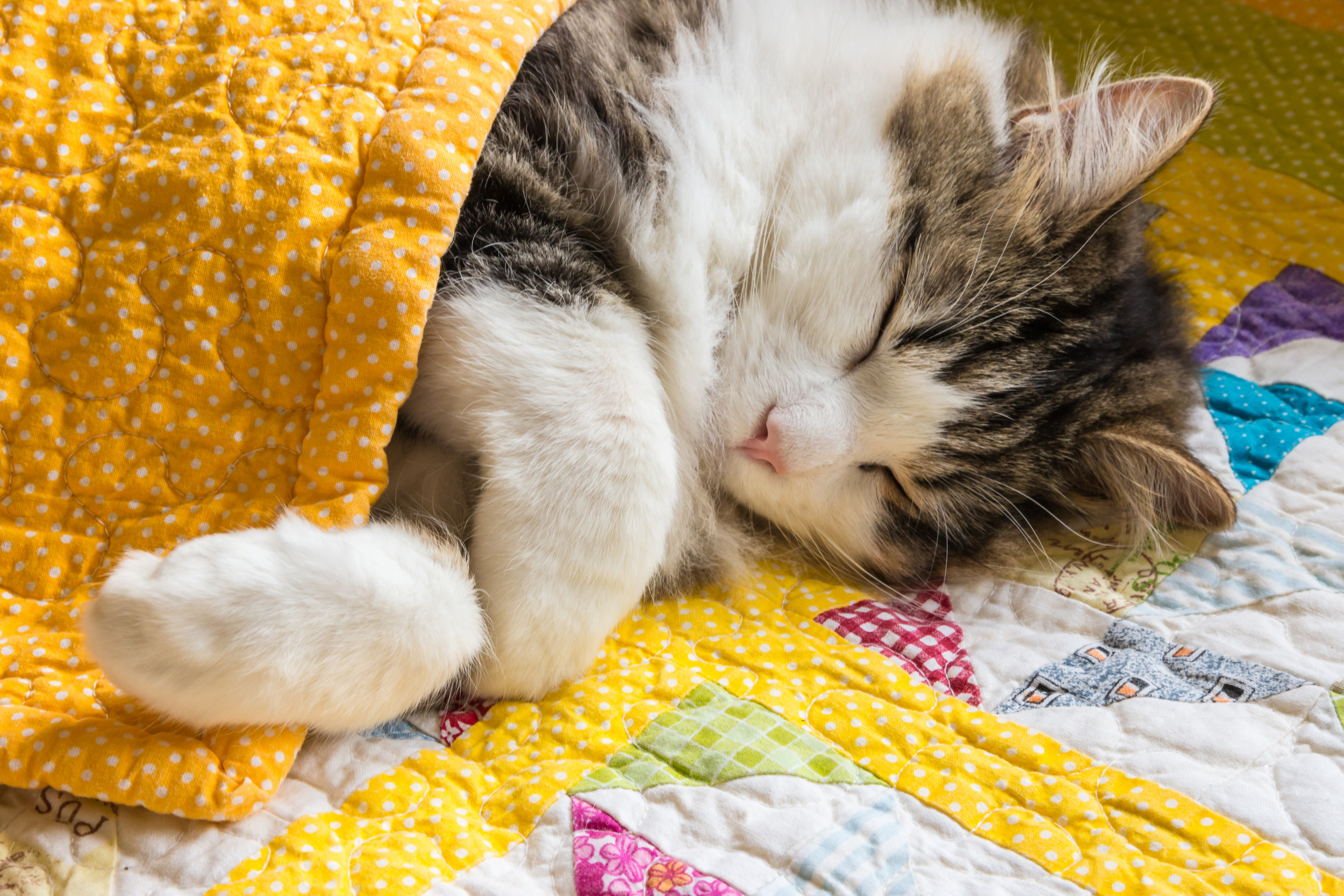 Adorable Cat Getting Tucked Into Bed Seen 32 Million Times In Viral 