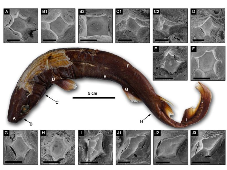 Lantern shark