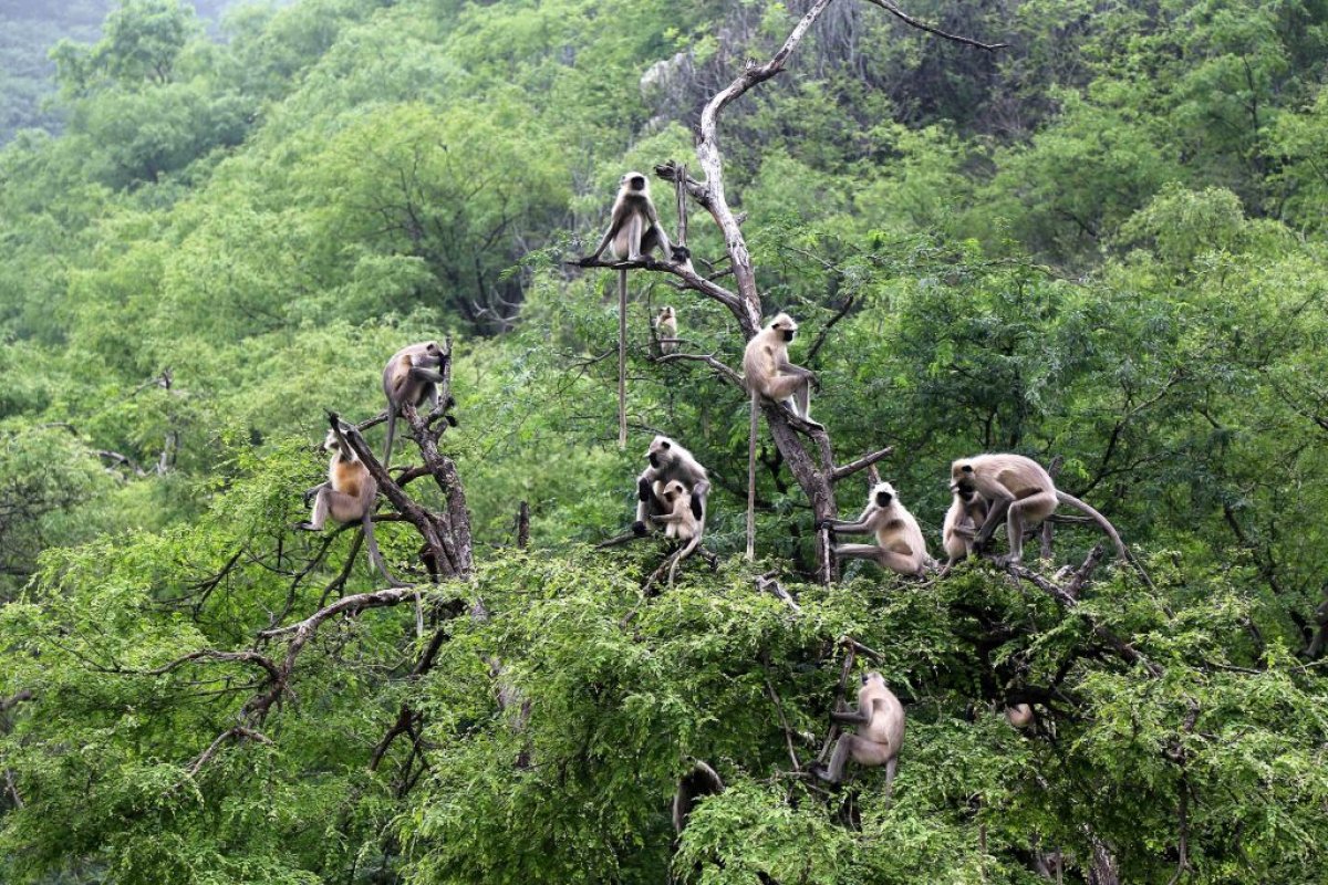 Monkeys in tree in India
