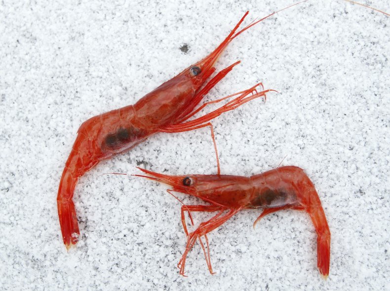 Northern Shrimp, Maine