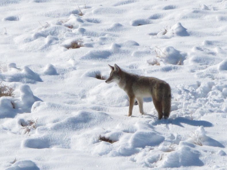 Nevada, coyote, predator