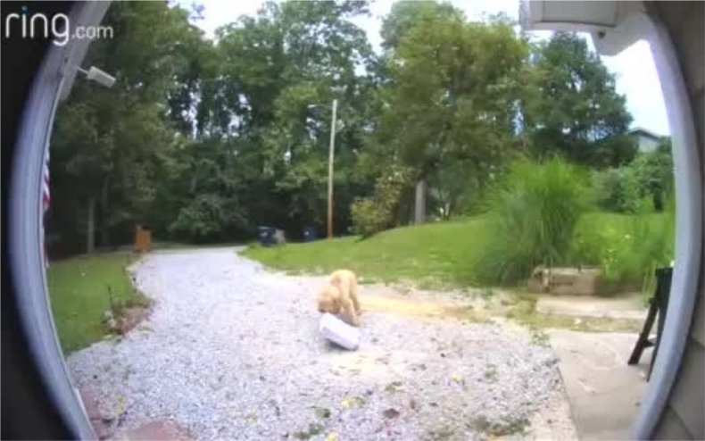 A dog caught on camera stealing. 