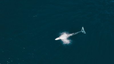 gray whale gray whale