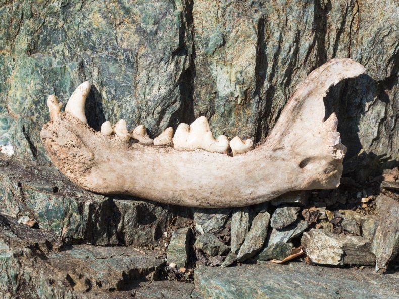 File photo of a jawbone. 