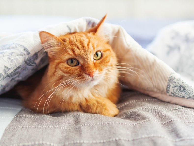 stock image of cat