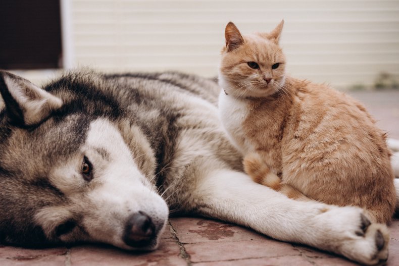 A husky and a cat.