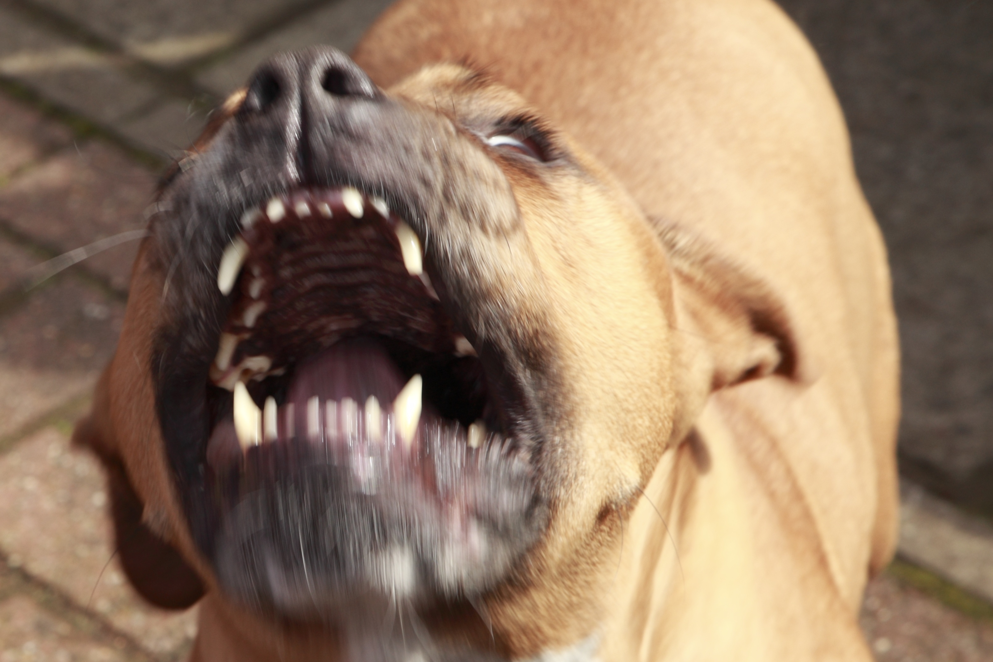 pit-bull-mauls-3-year-old-to-death-witness-stabs-dog-in-bid-to-save-her