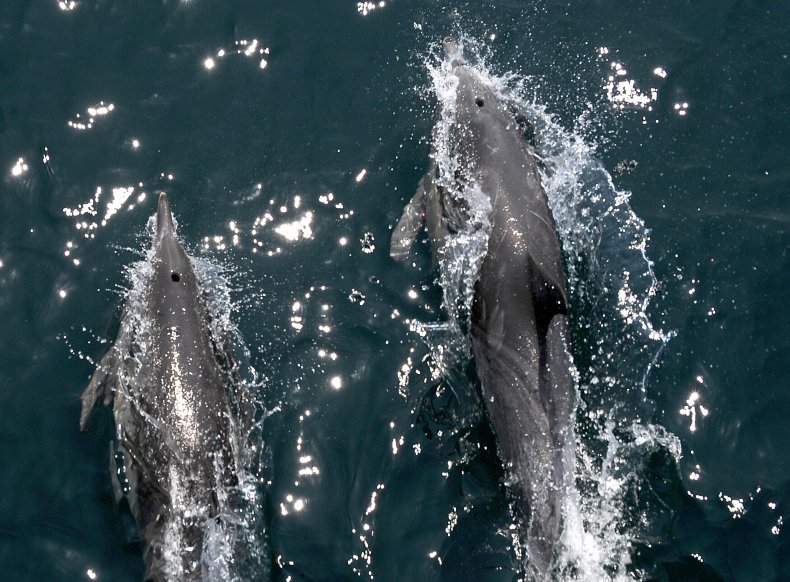 Common dolphins