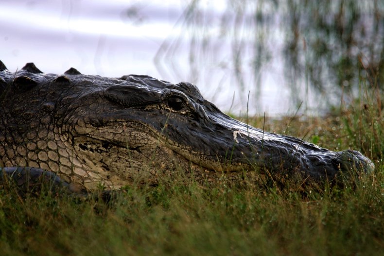 Alligator