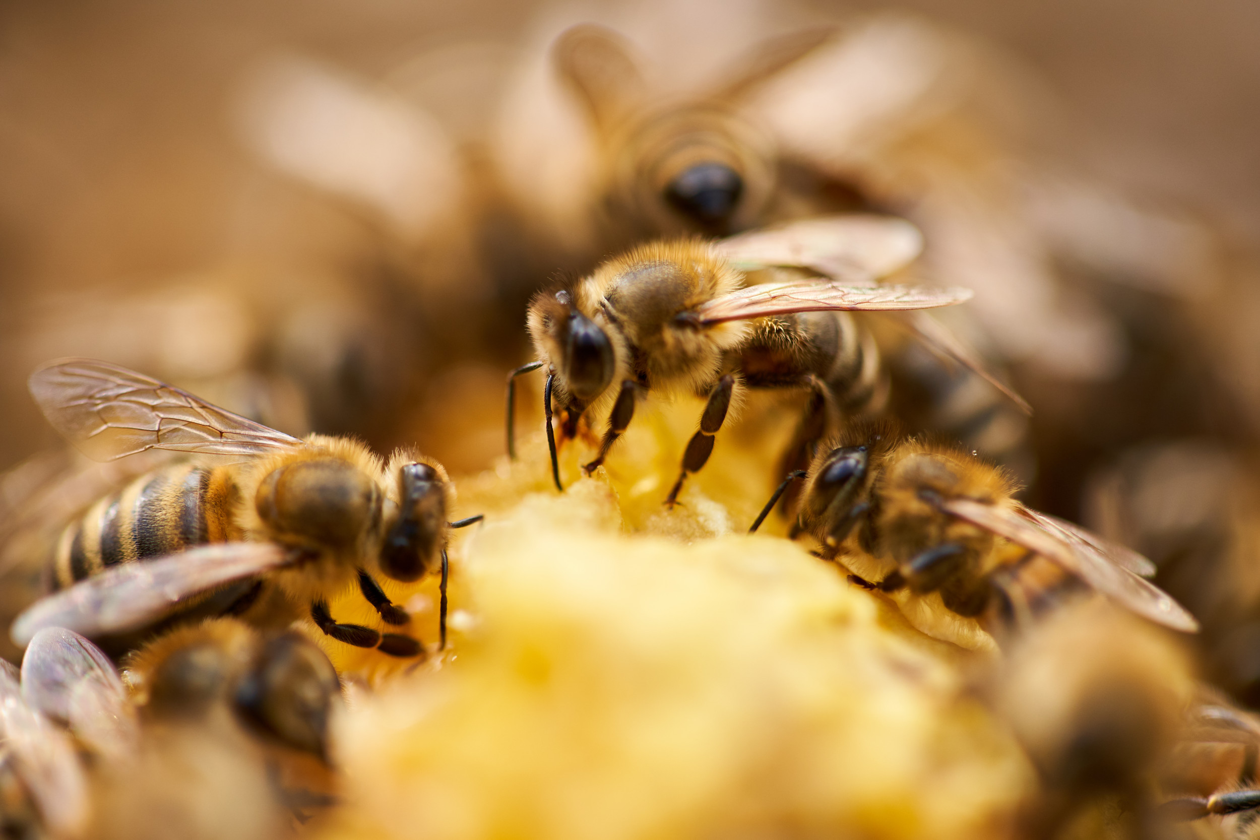 Giant Beehive Found Behind a Shower Wall Has Viewers Buzzing in TikTok Viewed 3M Times