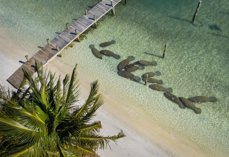 Riviera Beach, Florida, manatees