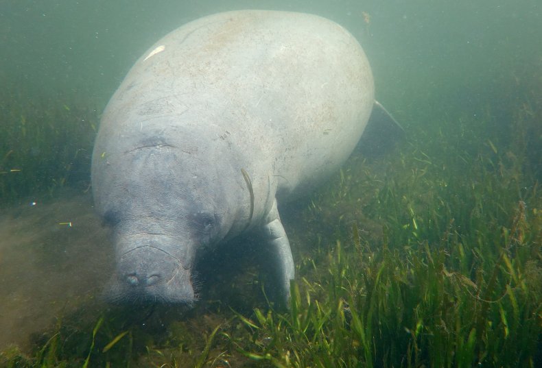 manatee, Homosassa, Florida