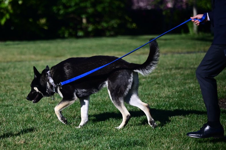White House dog Major
