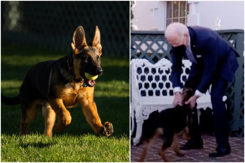 Joe Biden welcomes new dog Commander