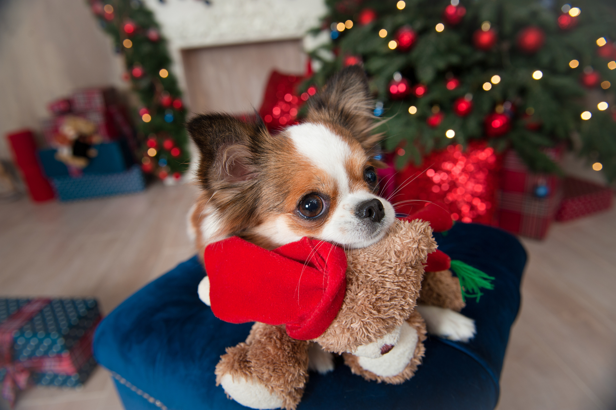 christmas cute puppies