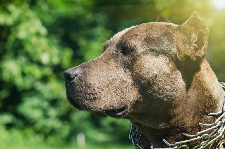 A closeup of a pitbull dog