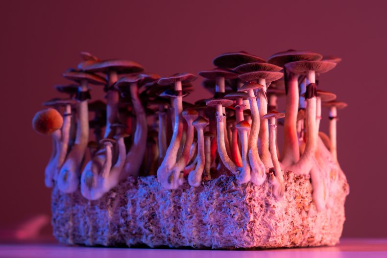 Psilocybin mushrooms