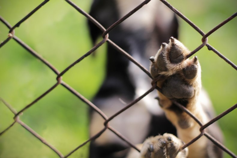 Dog Shelter Paw