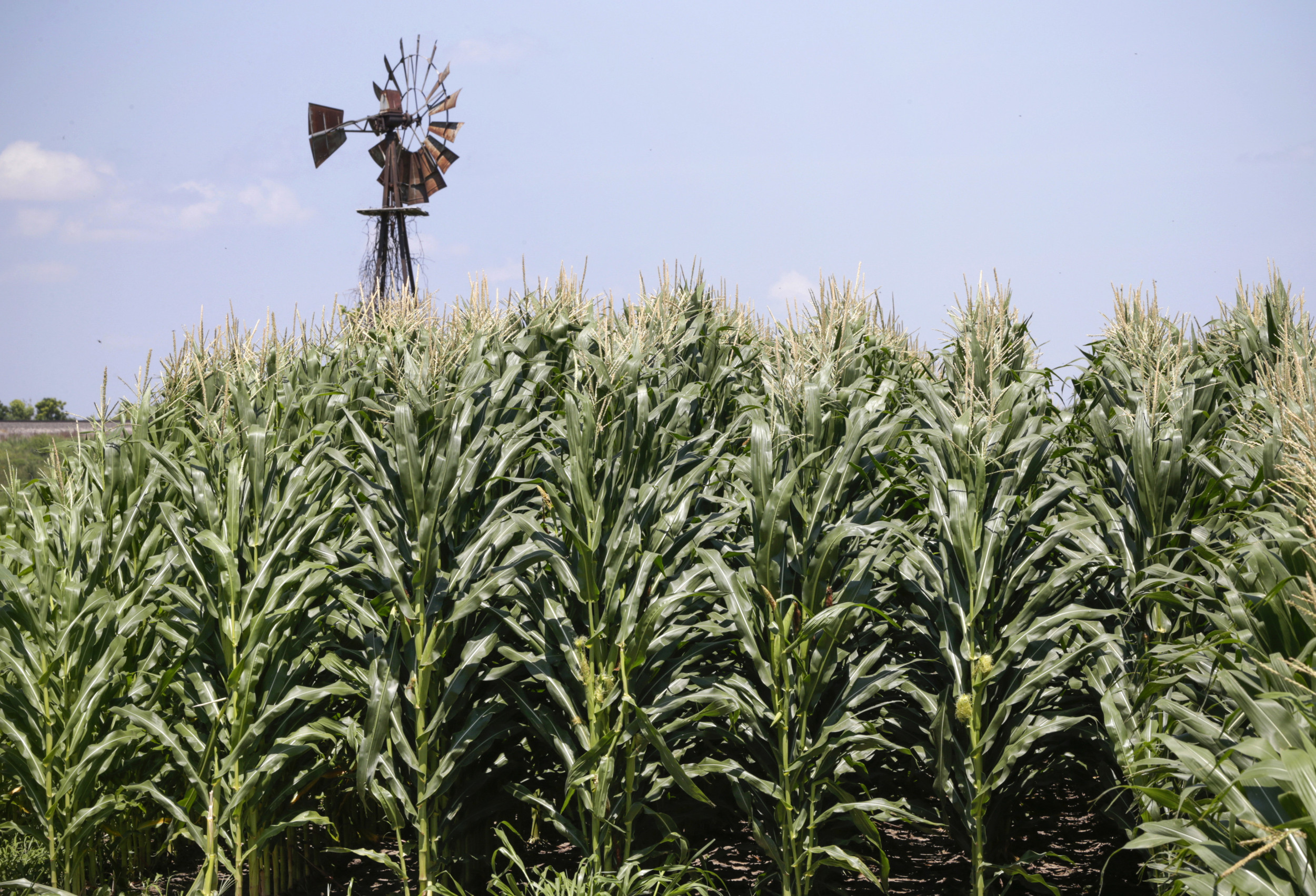 Trump Administration Overpaid Farmers By $3 Billion, Unevenly Distributed Aid: GAO Report