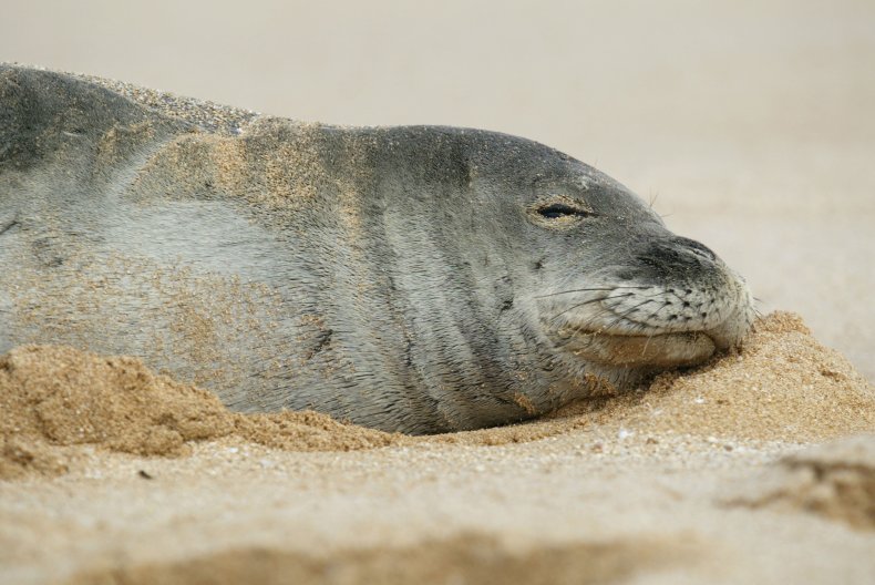 Hawaiian Monk Seal, Intentional Killing, Investigation