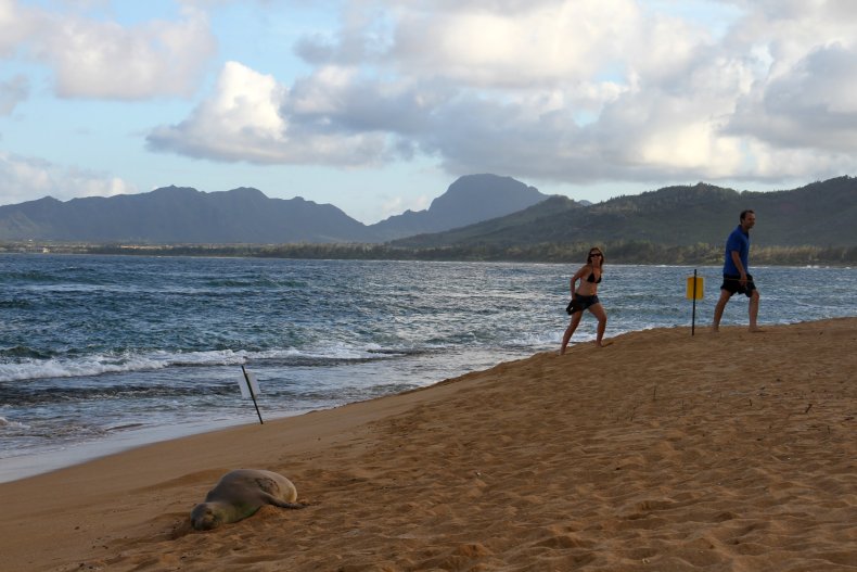 Hawaiian Monk Seal, Intentional Killing, Investigation