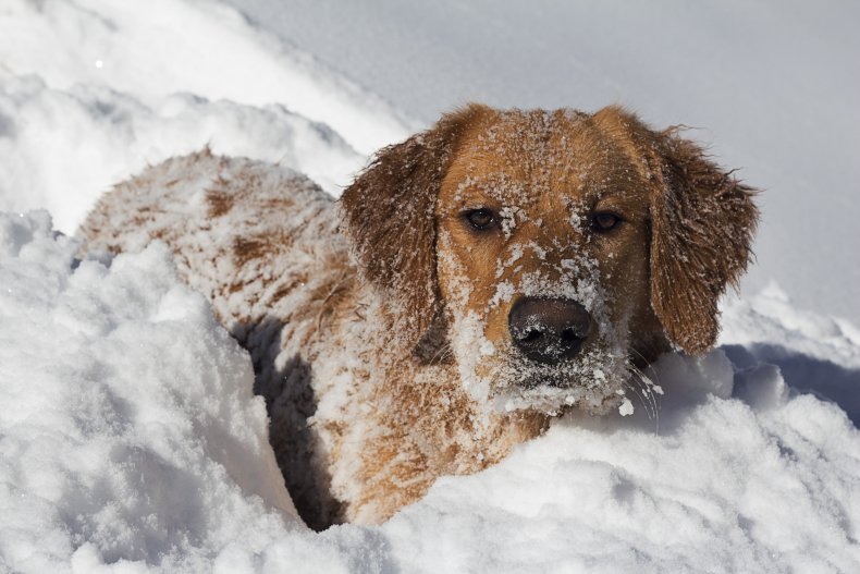 Golden Retriever in snow