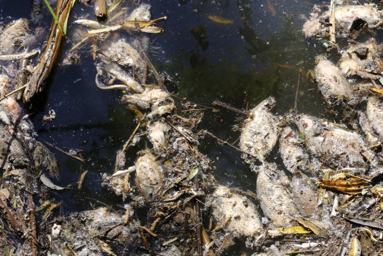 Dead Fish