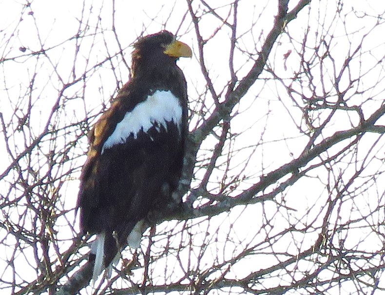 Steller's sea eagle