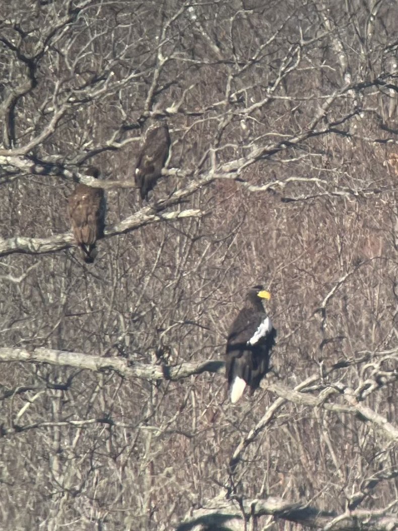 Steller's sea eagle