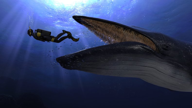 A whale about to swallow a diver.