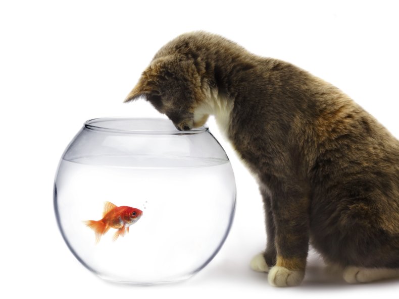 Cat and fish bowl