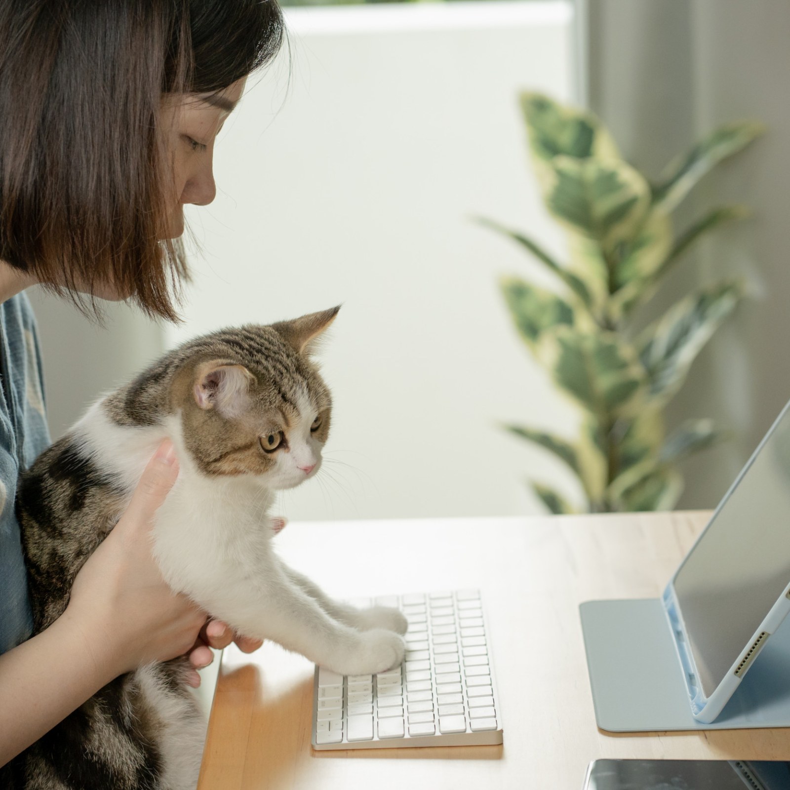 Boss Demanding Worker To Hide Her Cat While On Zoom Sparks Debate Boss Demanding Worker To Hide Her Cat While On Zoom Sparks Debate