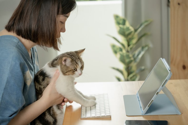Cat on zoom call