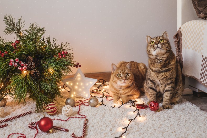 Two cats near a Christmas tree.