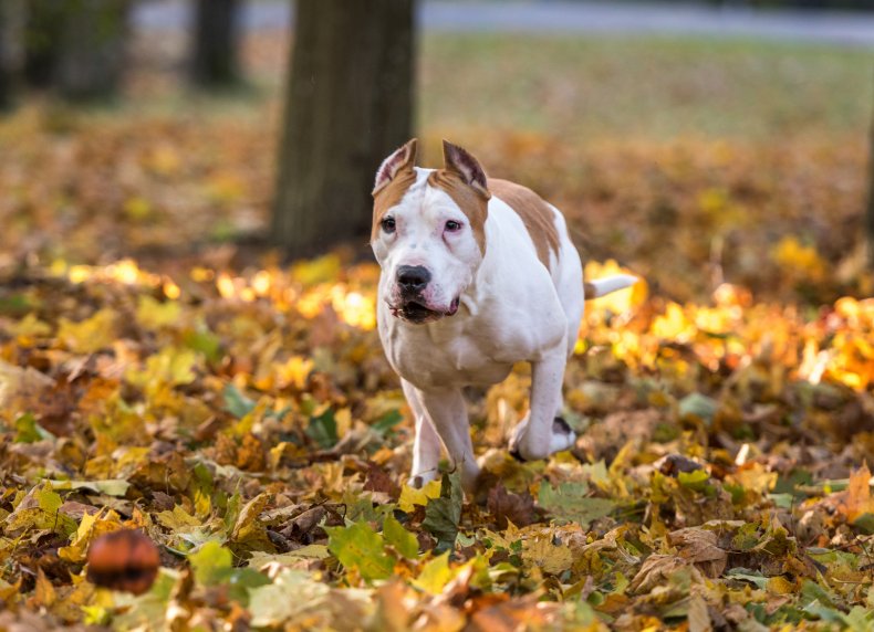 Stock image of an American bulldog